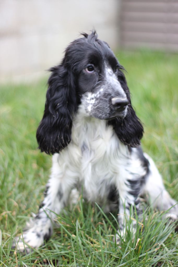 Chiot Cocker Spaniel Anglais Du Royaume Des Quatre Pattes