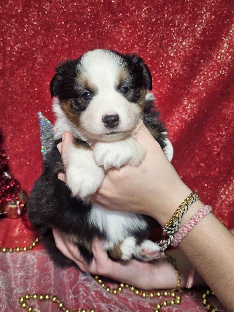 Du Royaume Des Quatre Pattes - Chiots disponibles - Berger Américain Miniature 