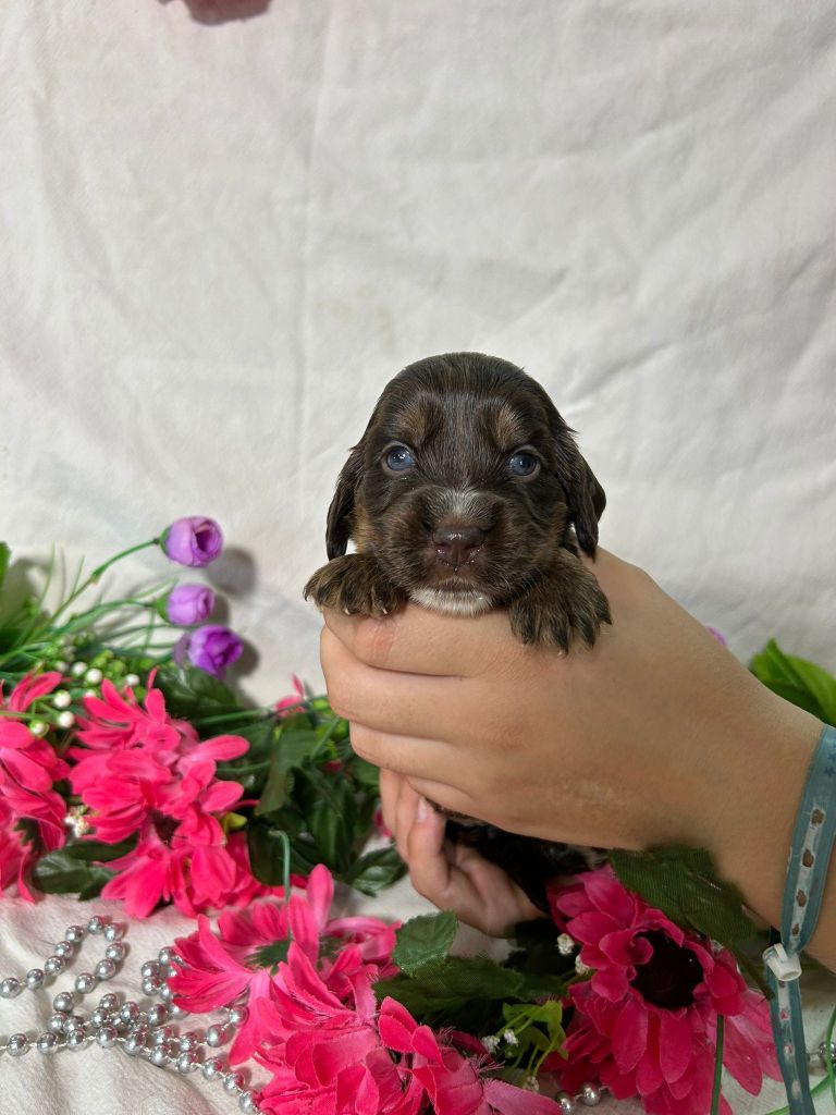 Du Royaume Des Quatre Pattes - Chiots disponibles - Cocker Spaniel Anglais