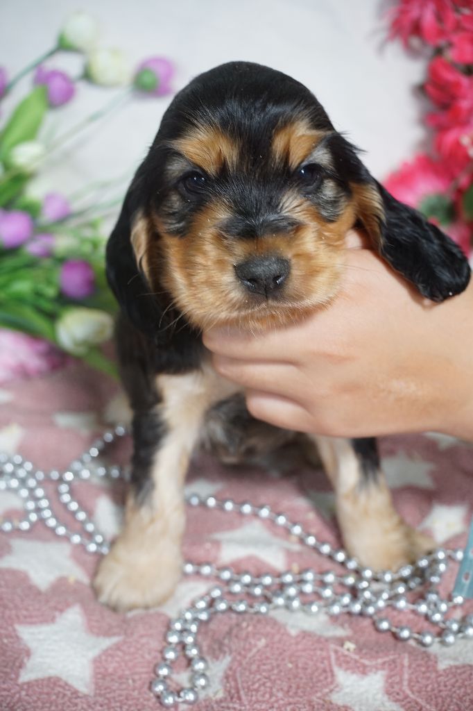 Du Royaume Des Quatre Pattes - Chiots disponibles - Cocker Spaniel Anglais