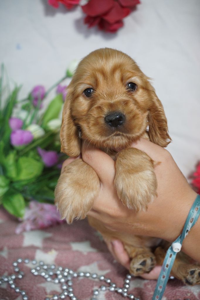 Du Royaume Des Quatre Pattes - Chiots disponibles - Cocker Spaniel Anglais