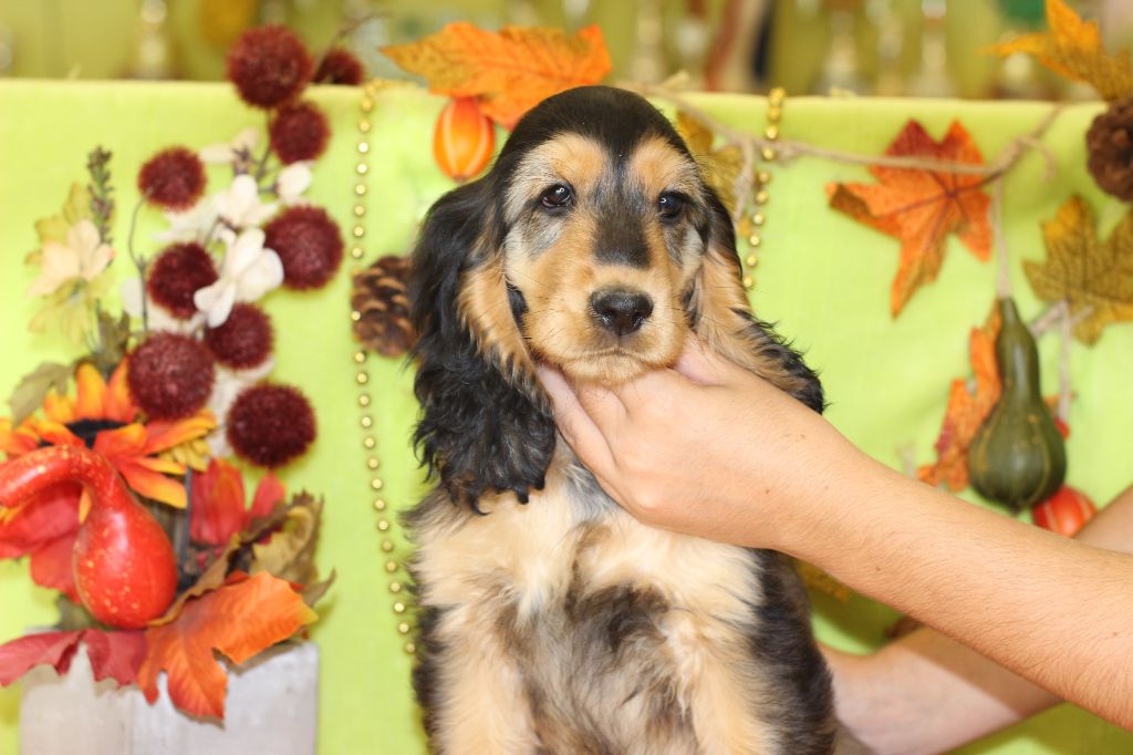 Chiot Cocker Spaniel Anglais Du Royaume Des Quatre Pattes