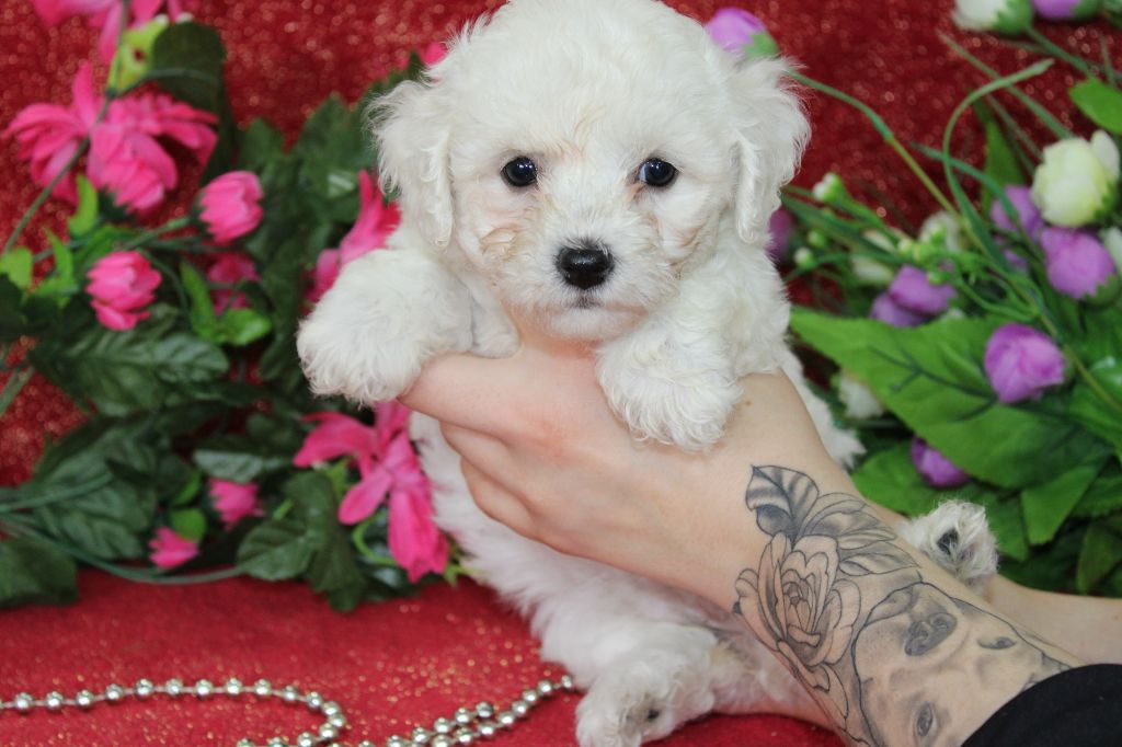 Chiot Bichon Frise Du Royaume Des Quatre Pattes