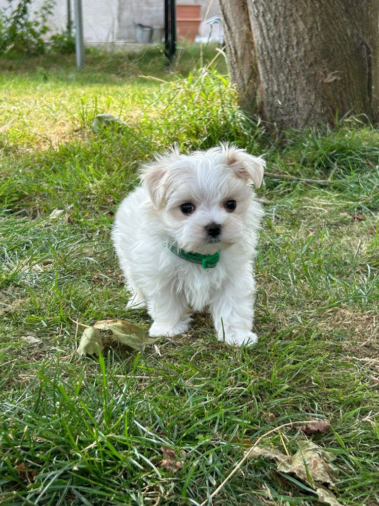 Du Royaume Des Quatre Pattes - Chiots disponibles - Bichon maltais