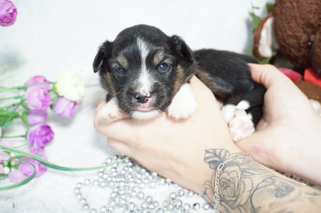 Du Royaume Des Quatre Pattes - Chiots disponibles - Berger Américain Miniature 