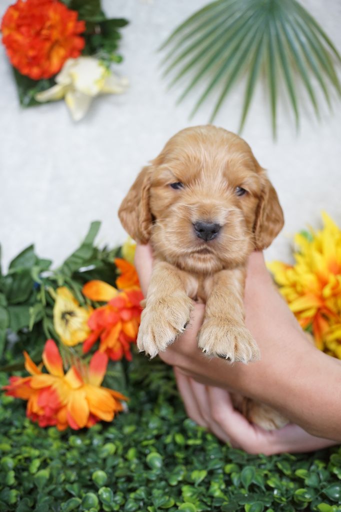 Chiot Cocker Spaniel Anglais Du Royaume Des Quatre Pattes