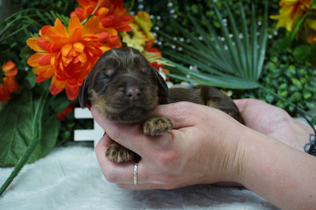 Du Royaume Des Quatre Pattes - Chiots disponibles - Cocker Spaniel Anglais
