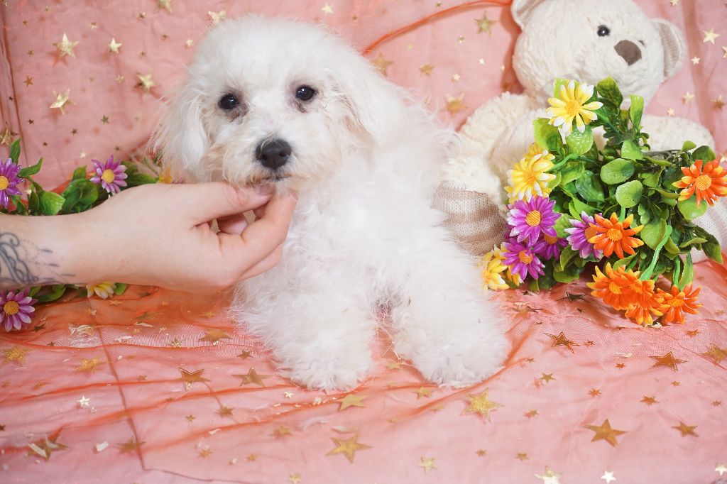 Du Royaume Des Quatre Pattes - Bichon Frise - Portée née le 22/06/2025