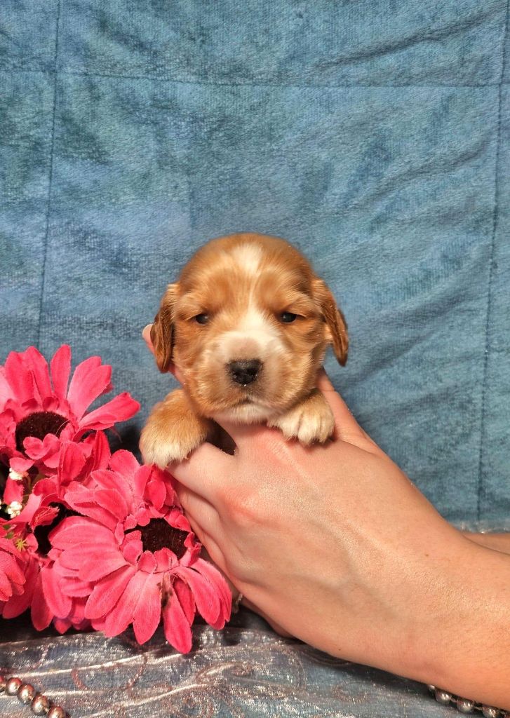 Du Royaume Des Quatre Pattes - Chiots disponibles - Cocker Spaniel Anglais