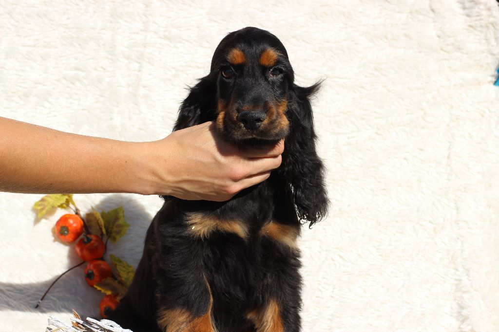 Chiot Cocker Spaniel Anglais Du Royaume Des Quatre Pattes