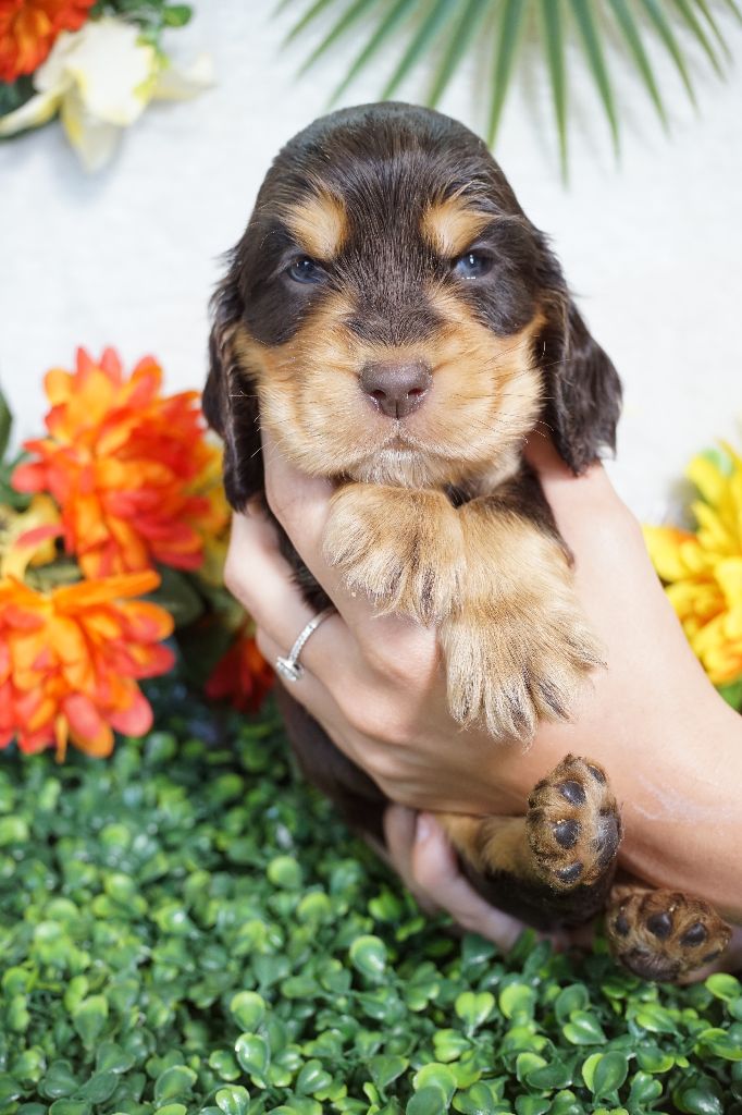Du Royaume Des Quatre Pattes - Chiots disponibles - Cocker Spaniel Anglais