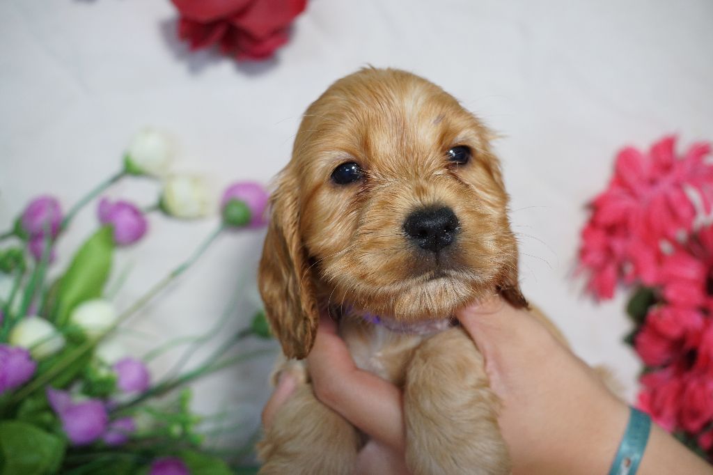 Du Royaume Des Quatre Pattes - Cocker Spaniel Anglais - Portée née le 14/07/2025
