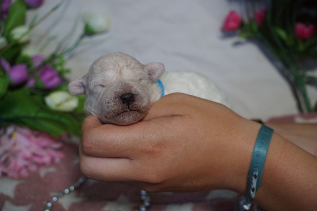 Du Royaume Des Quatre Pattes - Chiots disponibles - Bichon Frise
