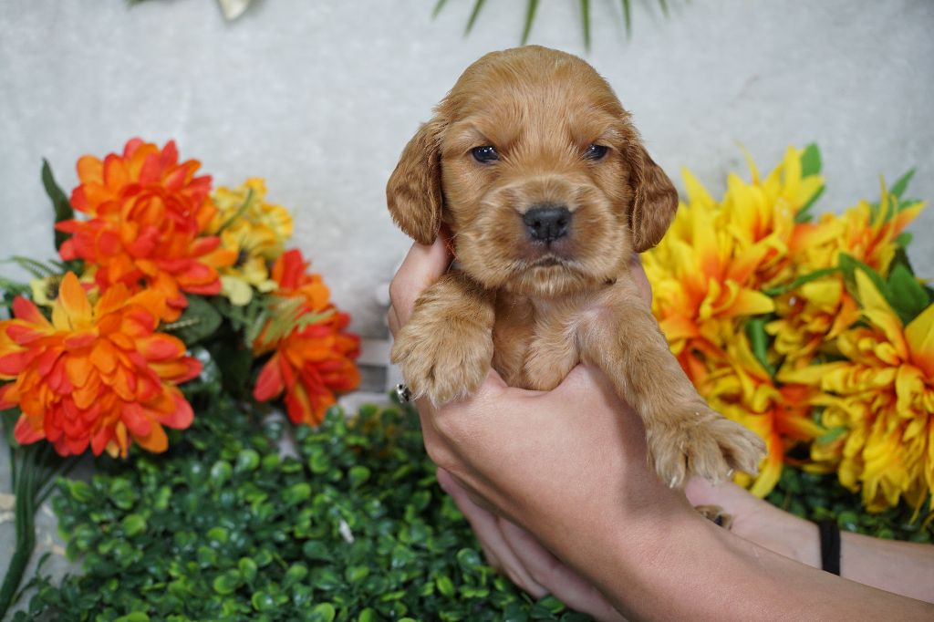 Du Royaume Des Quatre Pattes - Chiots disponibles - Cocker Spaniel Anglais