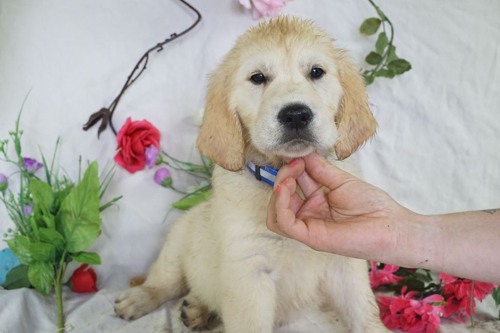 Du Royaume Des Quatre Pattes - Chiots disponibles - Golden Retriever