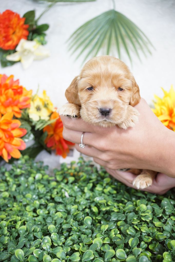 Du Royaume Des Quatre Pattes - Chiots disponibles - Cocker Spaniel Anglais