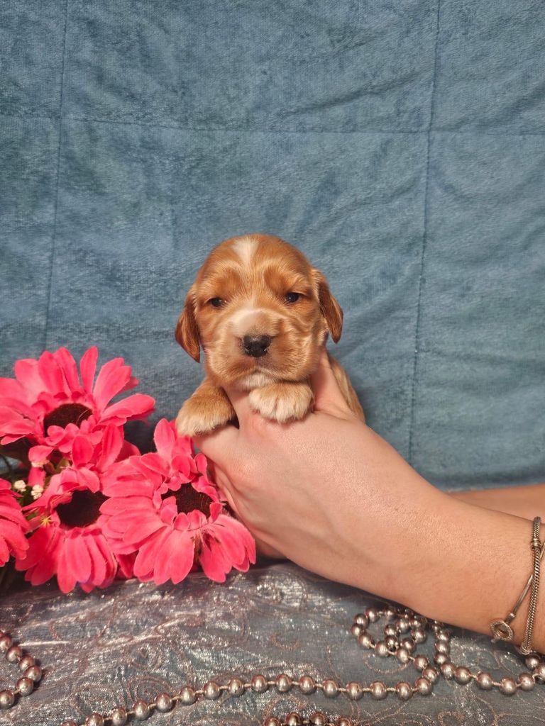 Du Royaume Des Quatre Pattes - Chiots disponibles - Cocker Spaniel Anglais