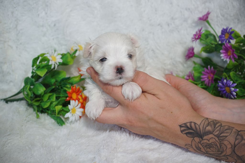 Du Royaume Des Quatre Pattes - Chiots disponibles - Bichon maltais
