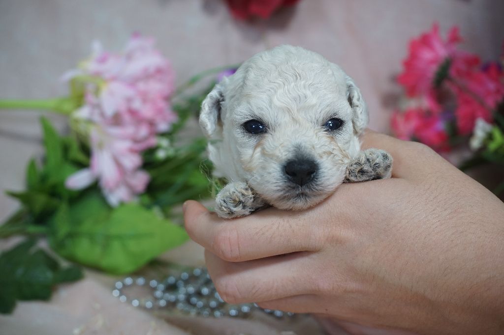 Du Royaume Des Quatre Pattes - Chiots disponibles - Bichon Frise