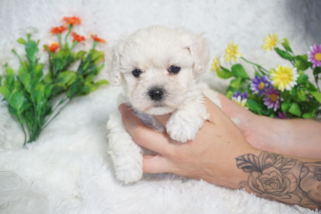 Du Royaume Des Quatre Pattes - Chiots disponibles - Bichon Frise
