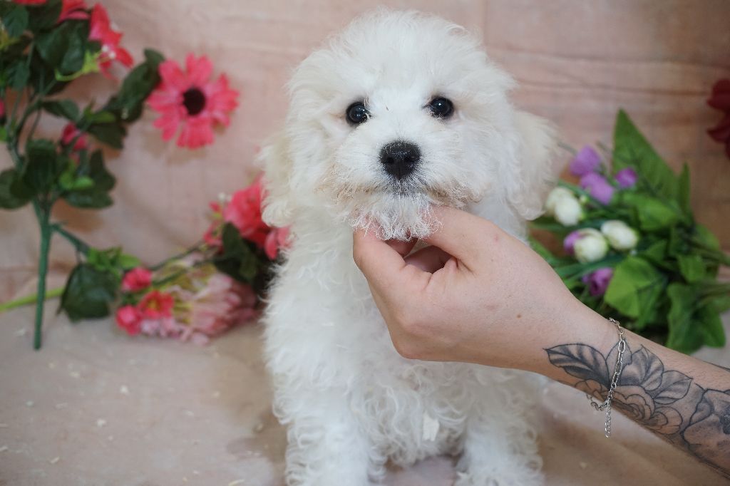 Du Royaume Des Quatre Pattes - Chiots disponibles - Bichon Frise