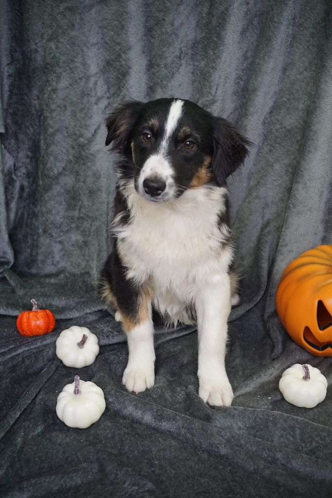 Du Royaume Des Quatre Pattes - Chiots disponibles - Berger Américain Miniature 