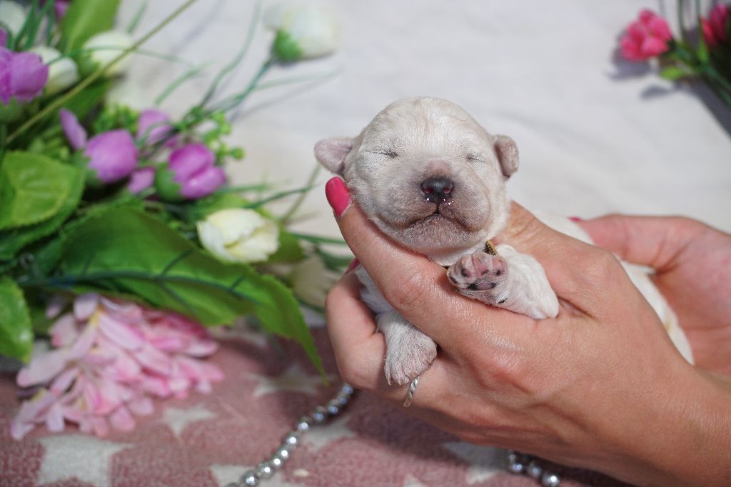 Du Royaume Des Quatre Pattes - Chiots disponibles - Bichon Frise