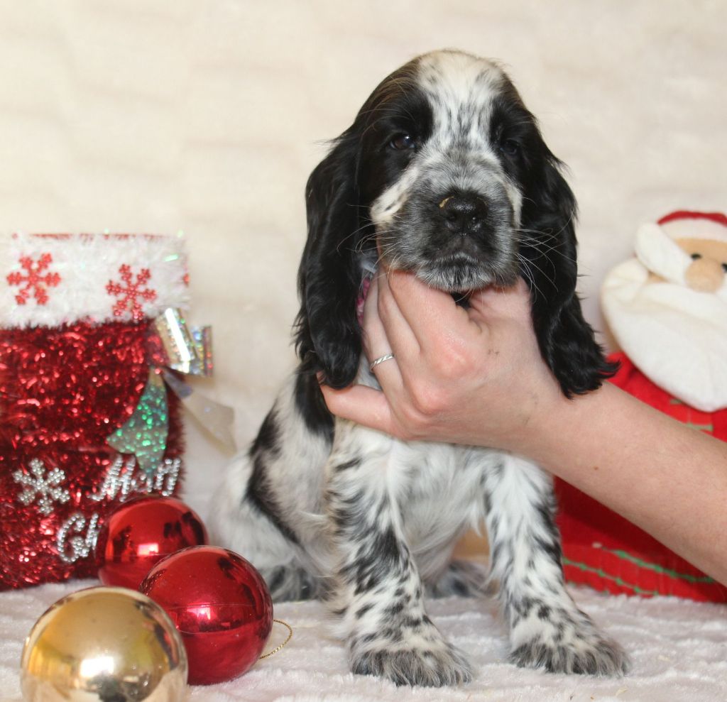 Chiot Cocker Spaniel Anglais Du Royaume Des Quatre Pattes