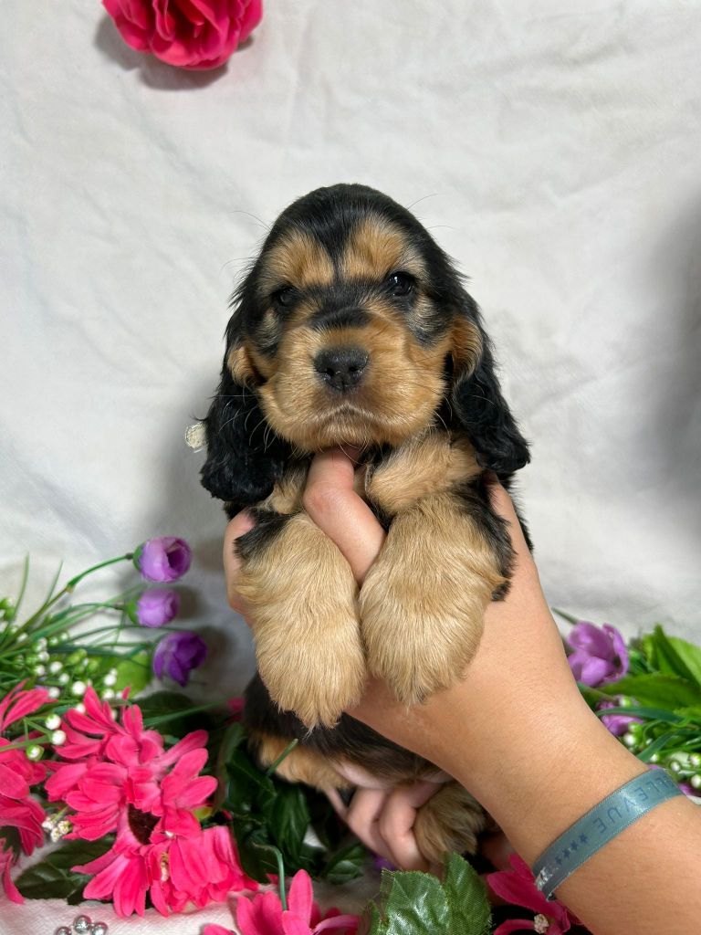 Chiot Cocker Spaniel Anglais Du Royaume Des Quatre Pattes