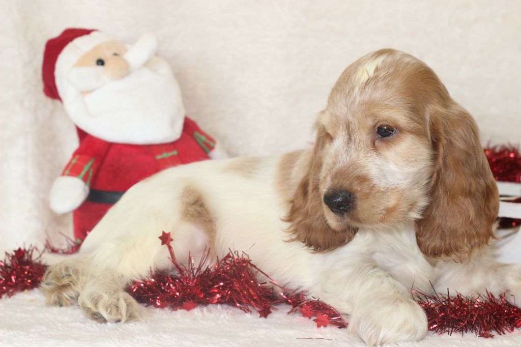 Chiot Cocker Spaniel Anglais Du Royaume Des Quatre Pattes