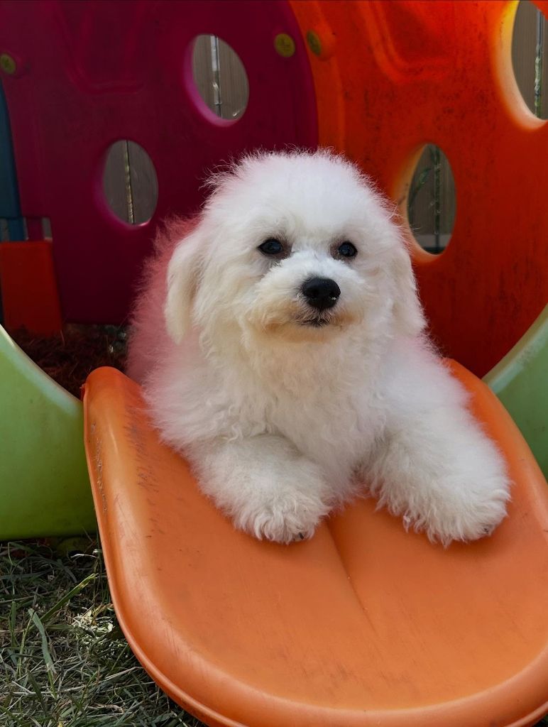 Chiot Bichon Frise Du Royaume Des Quatre Pattes
