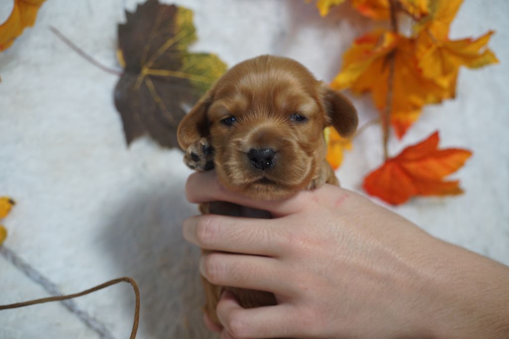 Du Royaume Des Quatre Pattes - Chiots disponibles - Cocker Spaniel Anglais