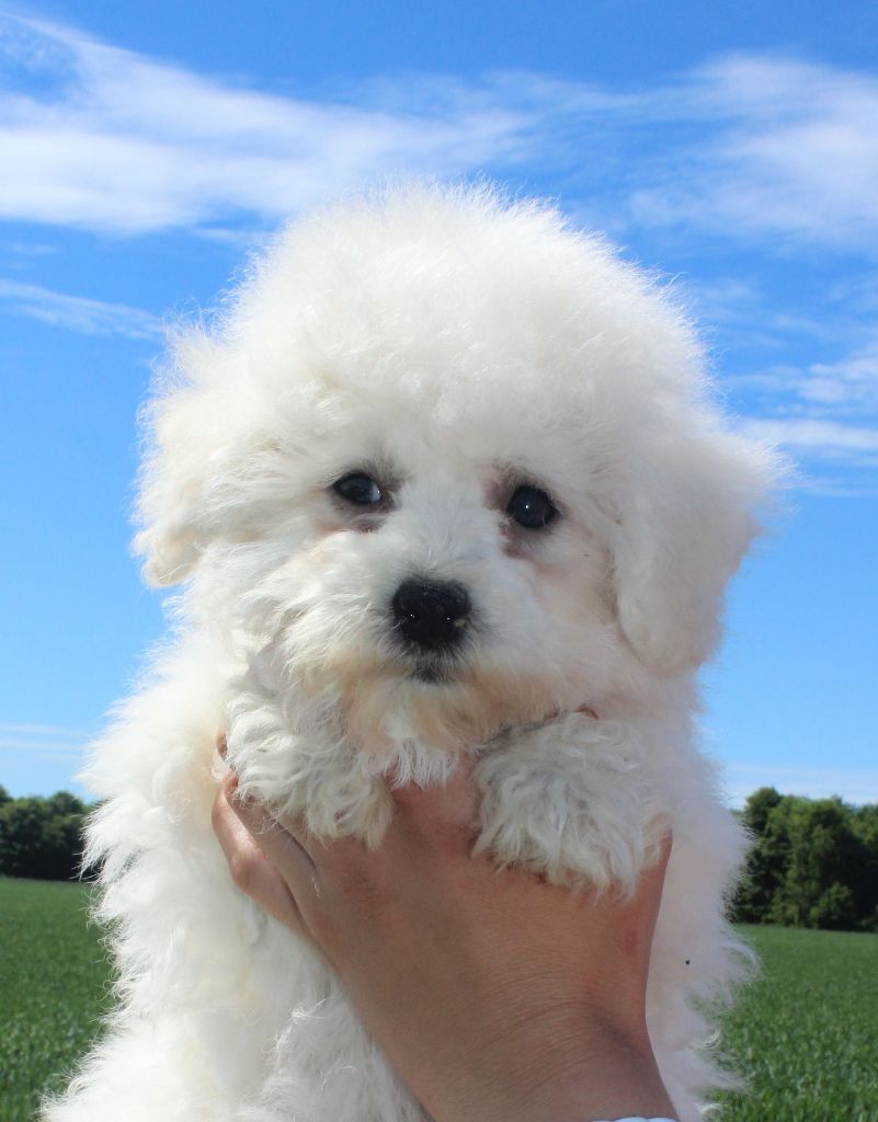 Chiot Bichon Frise Du Royaume Des Quatre Pattes