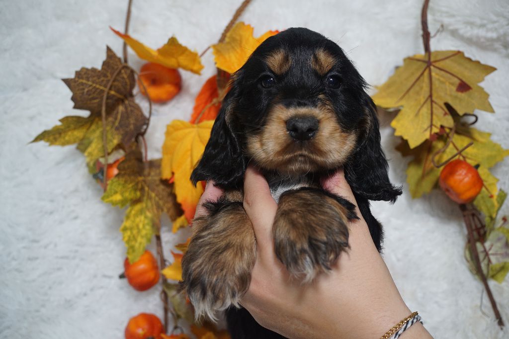 Du Royaume Des Quatre Pattes - Chiots disponibles - Cocker Spaniel Anglais