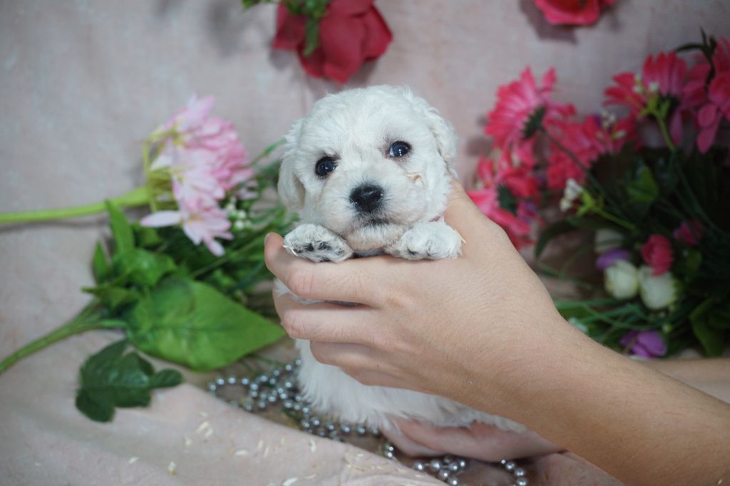 Du Royaume Des Quatre Pattes - Chiots disponibles - Bichon Frise