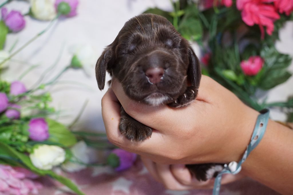 Du Royaume Des Quatre Pattes - Chiots disponibles - Cocker Spaniel Anglais