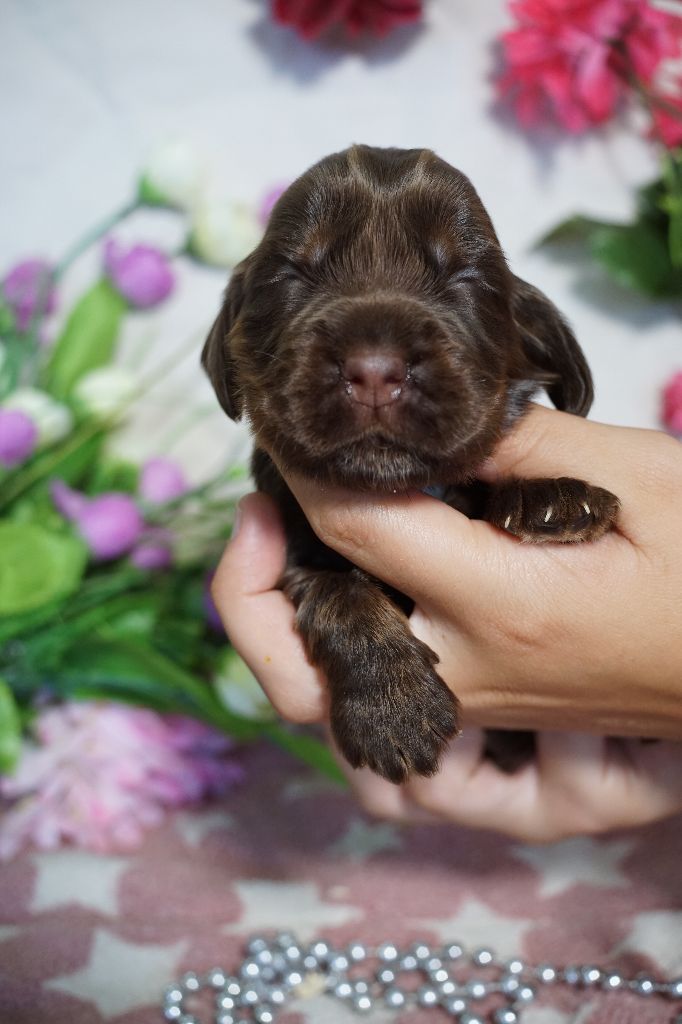 Du Royaume Des Quatre Pattes - Chiots disponibles - Cocker Spaniel Anglais