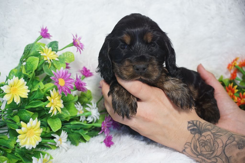 Du Royaume Des Quatre Pattes - Chiots disponibles - Cocker Spaniel Anglais
