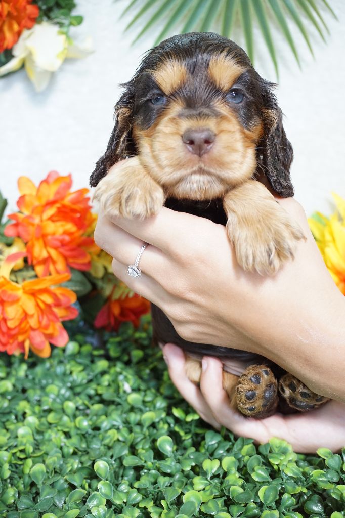 Du Royaume Des Quatre Pattes - Chiots disponibles - Cocker Spaniel Anglais