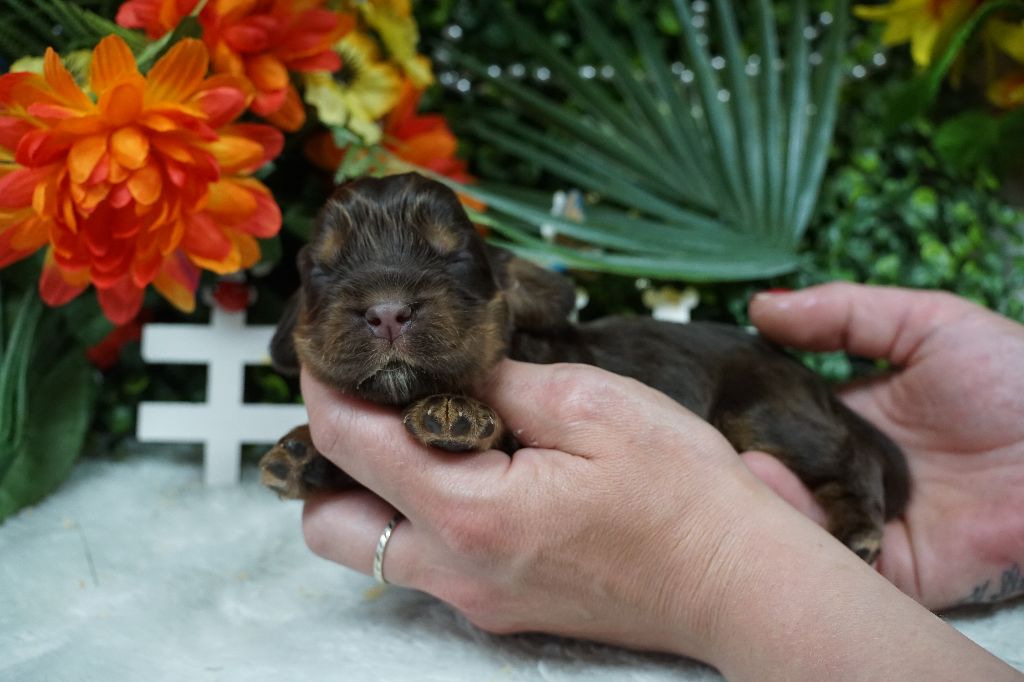 Du Royaume Des Quatre Pattes - Chiots disponibles - Cocker Spaniel Anglais