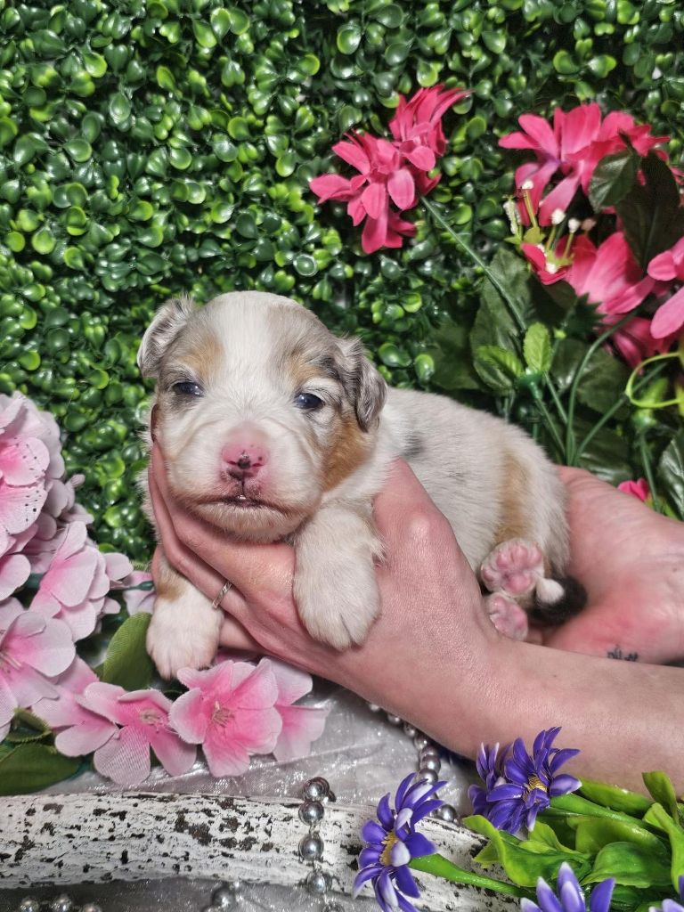 Du Royaume Des Quatre Pattes - Chiots disponibles - Berger Américain Miniature 