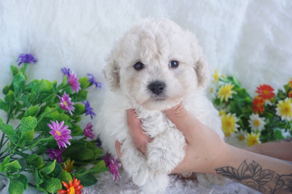Du Royaume Des Quatre Pattes - Bichon Frise - Portée née le 06/08/2025
