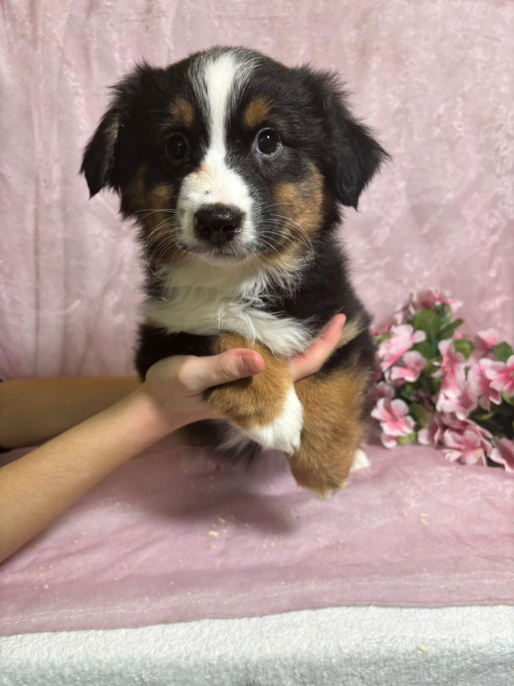 Du Royaume Des Quatre Pattes - Chiots disponibles - Berger Américain Miniature 