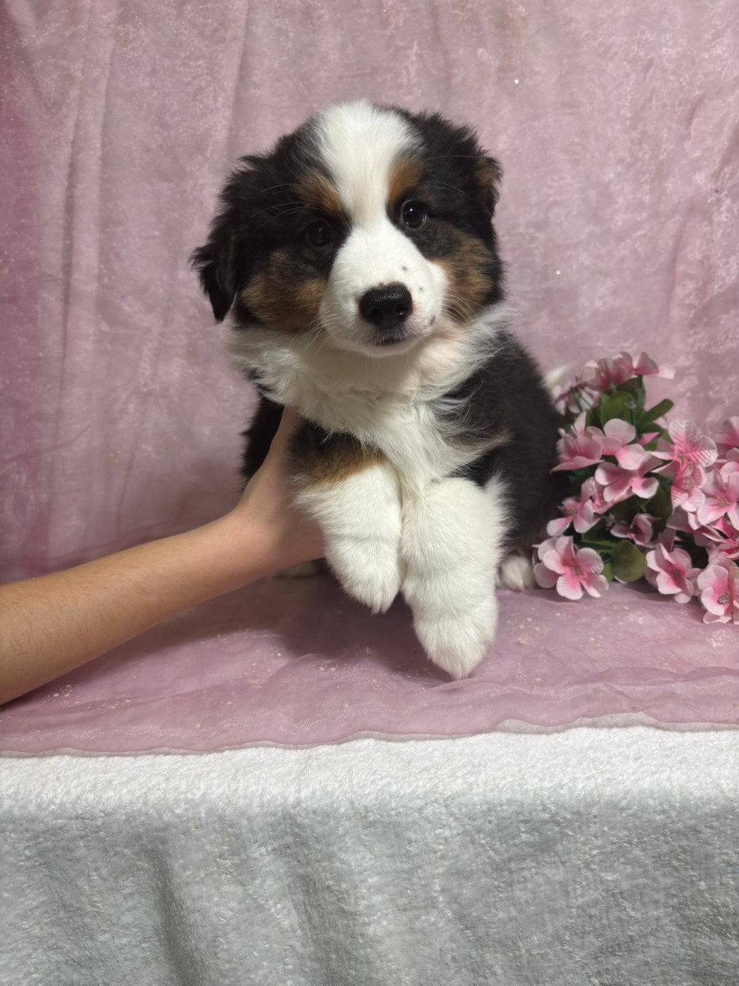 Du Royaume Des Quatre Pattes - Chiots disponibles - Berger Américain Miniature 