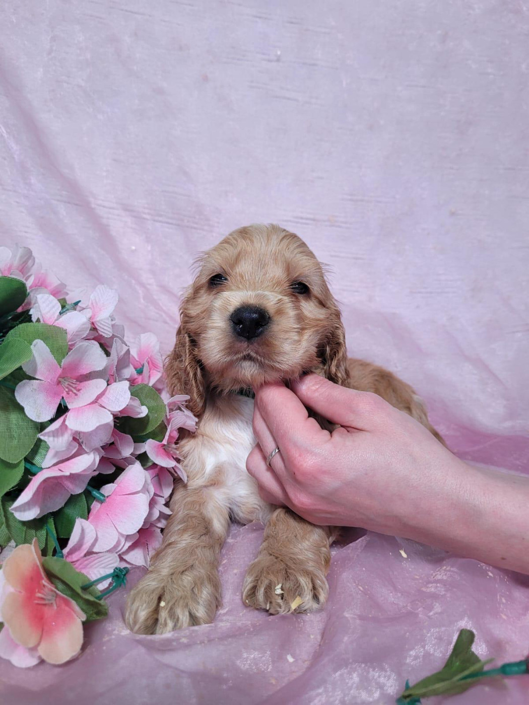 Du Royaume Des Quatre Pattes - Chiots disponibles - Cocker Spaniel Anglais