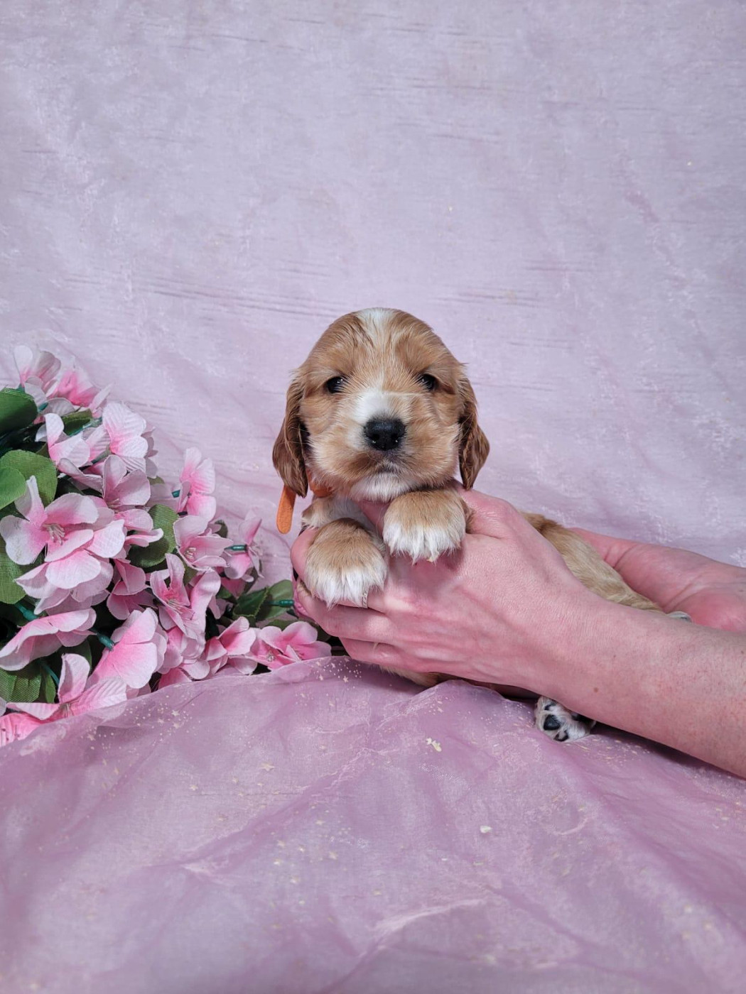 Du Royaume Des Quatre Pattes - Chiots disponibles - Cocker Spaniel Anglais