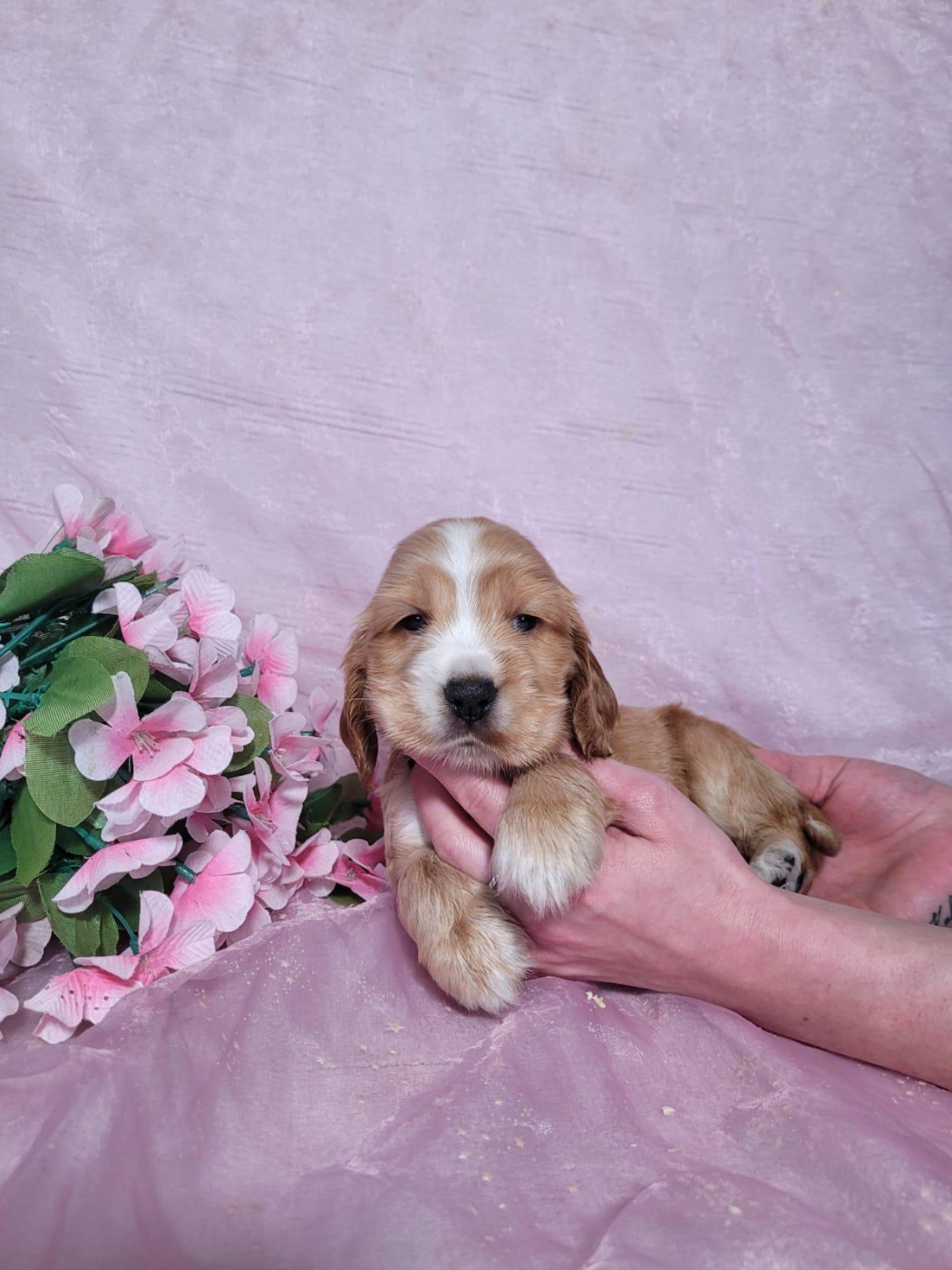 Du Royaume Des Quatre Pattes - Cocker Spaniel Anglais - Portée née le 30/12/2025