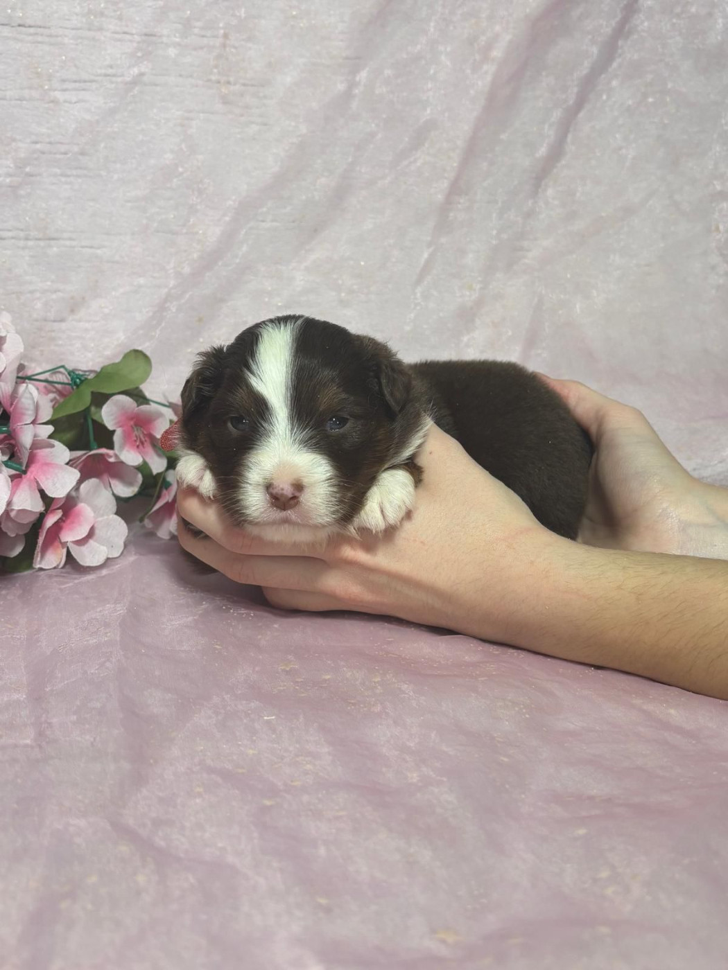 Du Royaume Des Quatre Pattes - Chiots disponibles - Berger Américain Miniature 