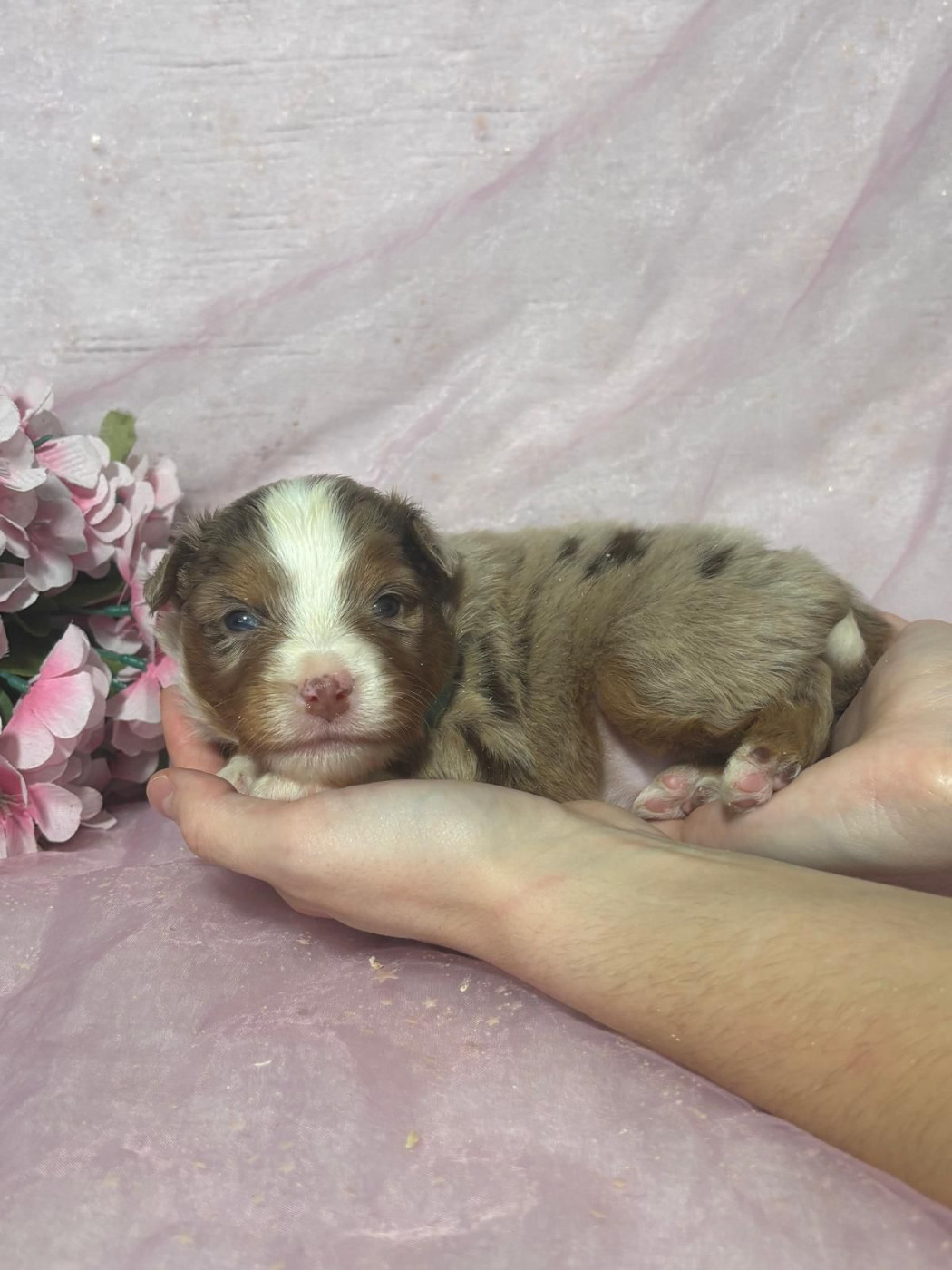 Du Royaume Des Quatre Pattes - Berger Américain Miniature  - Portée née le 09/01/2026