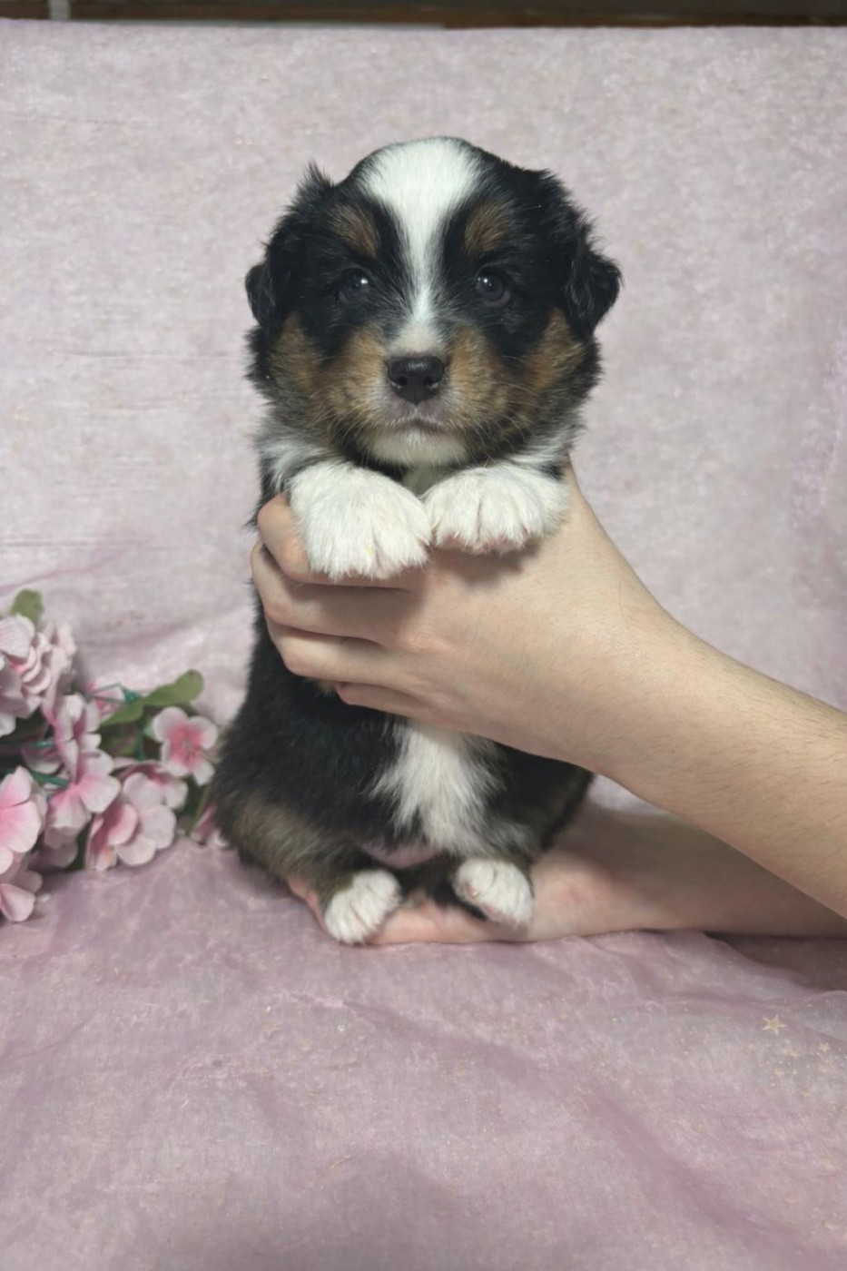 Du Royaume Des Quatre Pattes - Chiots disponibles - Berger Américain Miniature 